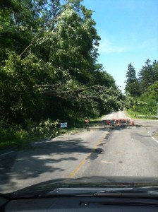 Trees down on Mounatainview Road