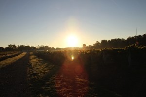Sunrise Over Karlo Estates Vineyards